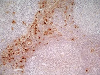 Anti-CD163 antibody [EDHu-1] used in IHC (Frozen sections) (IHC-Fr). GTX42364