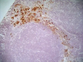 Anti-CD163 antibody [ED2] used in IHC (Frozen sections) (IHC-Fr). GTX42367