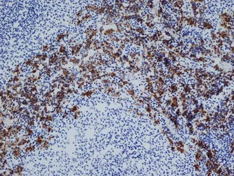 Anti-CD163 antibody [ED2] used in IHC (Frozen sections) (IHC-Fr). GTX42367