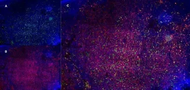 Anti-CD13 antibody [R3-63] (Low endotoxin, azide free) used in IHC (Frozen sections) (IHC-Fr). GTX42442