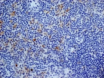 Anti-CD13 antibody [ER-BMDM1] used in IHC (Frozen sections) (IHC-Fr). GTX42443