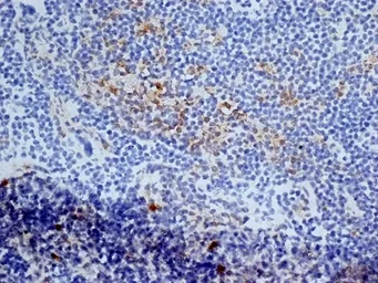 Anti-CD13 antibody [ER-BMDM1] used in IHC (Frozen sections) (IHC-Fr). GTX42443