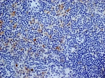 Anti-CD13 antibody [ER-BMDM1] used in IHC (Frozen sections) (IHC-Fr). GTX42444