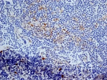 Anti-CD13 antibody [ER-BMDM1] used in IHC (Frozen sections) (IHC-Fr). GTX42444