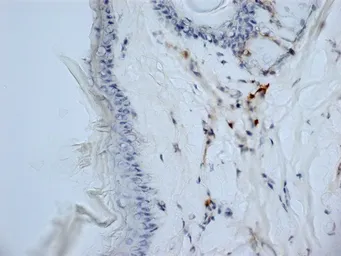 Anti-CD13 antibody [ER-BMDM1] used in IHC (Frozen sections) (IHC-Fr). GTX42444