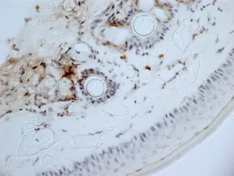 Anti-CD13 antibody [ER-BMDM1] used in IHC (Frozen sections) (IHC-Fr). GTX42444