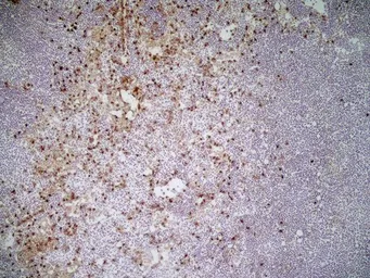 Anti-CD11b antibody [M1/70.15] (Low endotoxin, azide free) used in IHC (Frozen sections) (IHC-Fr). GTX42473