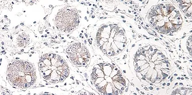 Anti-CCL25 antibody used in IHC (Paraffin sections) (IHC-P). GTX42535