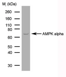 Anti-AMPK alpha 1 + AMPK alpha 2 antibody [84.1] used in Western Blot (WB). GTX42788
