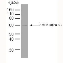 Anti-AMPK alpha 1 + AMPK alpha 2 antibody [34.2] used in Western Blot (WB). GTX42789