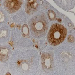 Anti-AMH antibody [5/6] used in IHC (Paraffin sections) (IHC-P). GTX42794