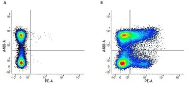 Anti-CD36 antibody [MF3] (PE) used in Flow cytometry (FCM). GTX43097