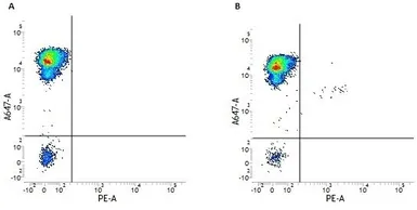 Anti-CD34 antibody [QBEnd/10] (PE) used in Flow cytometry (FCM). GTX43101
