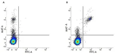 Anti-CD19 antibody [Bu12] (FITC) used in Flow cytometry (FCM). GTX43711
