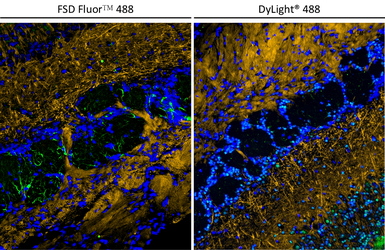 FSD Fluor&trade; 488 Antibody Labeling Kit. GTX440416