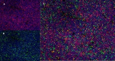 Anti-CD4 antibody [OX-35] used in IHC (Frozen sections) (IHC-Fr). GTX44519