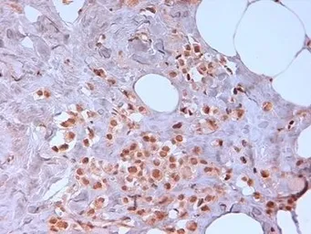 Anti-N-Cadherin antibody [13A9] used in IHC (Paraffin sections) (IHC-P). GTX44601