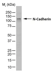 Anti-N-Cadherin antibody [13A9] used in Western Blot (WB). GTX44601
