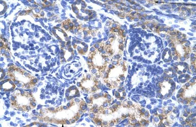 Anti-CREB3L2 antibody, N-term used in IHC (Paraffin sections) (IHC-P). GTX44627