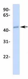 Anti-CREB3L2 antibody, N-term used in Western Blot (WB). GTX44627