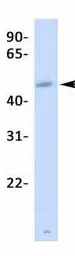 Anti-CREB3L2 antibody, N-term used in Western Blot (WB). GTX44627