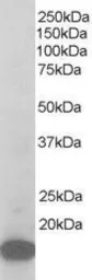 Anti-p21-ARC antibody, C-term used in Western Blot (WB). GTX44635