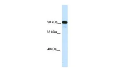 Anti-CIITA antibody, C-term used in Western Blot (WB). GTX44642