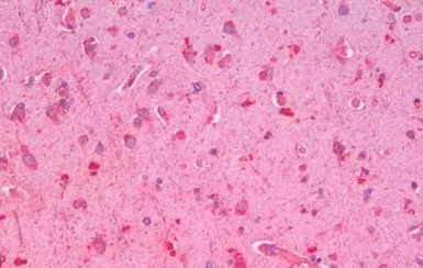 Anti-GLP1R antibody used in IHC (Paraffin sections) (IHC-P). GTX44806