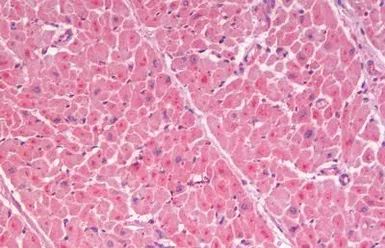 Anti-GLP1R antibody used in IHC (Paraffin sections) (IHC-P). GTX44806