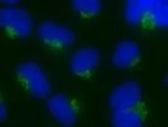 Anti-Nucleobindin 1 antibody, C-term used in Immunocytochemistry/ Immunofluorescence (ICC/IF). GTX44807