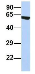 Anti-FLJ14803 antibody, N-term used in Western Blot (WB). GTX44827