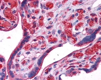 Anti-UCHL3 antibody, N-term used in IHC (Paraffin sections) (IHC-P). GTX44828