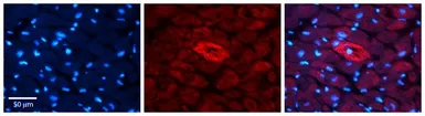 Anti-MTRR antibody, N-term used in IHC (Paraffin sections) (IHC-P). GTX44879