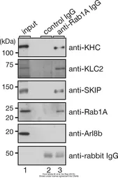 Anti-ARL8B antibody, Internal used in Western Blot (WB). GTX44967