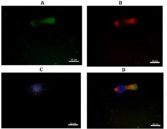 Anti-C14ORF104 antibody, N-term used in Immunocytochemistry/ Immunofluorescence (ICC/IF). GTX44972