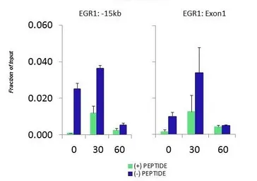 Anti-MED31 antibody, N-term used in ChIP assay (ChIP assay). GTX45020