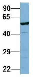 Anti-LAP3 antibody, N-term used in Western Blot (WB). GTX45029