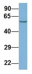 Anti-LAP3 antibody, N-term used in Western Blot (WB). GTX45029