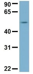 Anti-C22ORF28 antibody, N-term used in Western Blot (WB). GTX45035