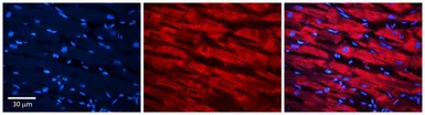 Anti-MSRA antibody, Internal used in IHC (Paraffin sections) (IHC-P). GTX45036