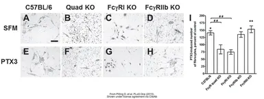 Anti-Pentraxin 3 antibody, N-term used in Immunocytochemistry/ Immunofluorescence (ICC/IF). GTX45054