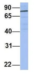 Anti-PNN antibody, N-term used in Western Blot (WB). GTX45056
