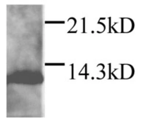 Anti-DAP12 antibody used in Western Blot (WB). GTX45097