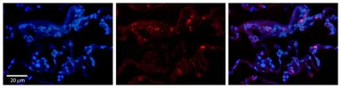 Anti-BCKDHA antibody, N-term used in IHC (Paraffin sections) (IHC-P). GTX45109