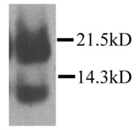 Anti-CCL21 antibody used in Western Blot (WB). GTX45119