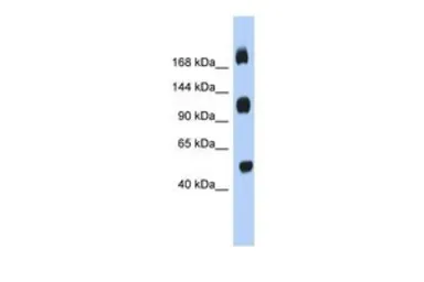 Anti-C2ORF55 antibody, Internal used in Western Blot (WB). GTX45135