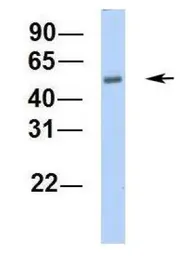 Anti-C16orf73 antibody, Internal used in Western Blot (WB). GTX45259