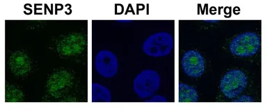 Anti-SENP3 antibody, N-term used in Immunocytochemistry/ Immunofluorescence (ICC/IF). GTX45298