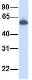 Anti-IRF2BP1 antibody, Internal used in Western Blot (WB). GTX45301