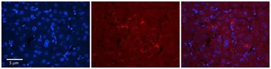 Anti-C1orf144 antibody, N-term used in IHC (Paraffin sections) (IHC-P). GTX45302